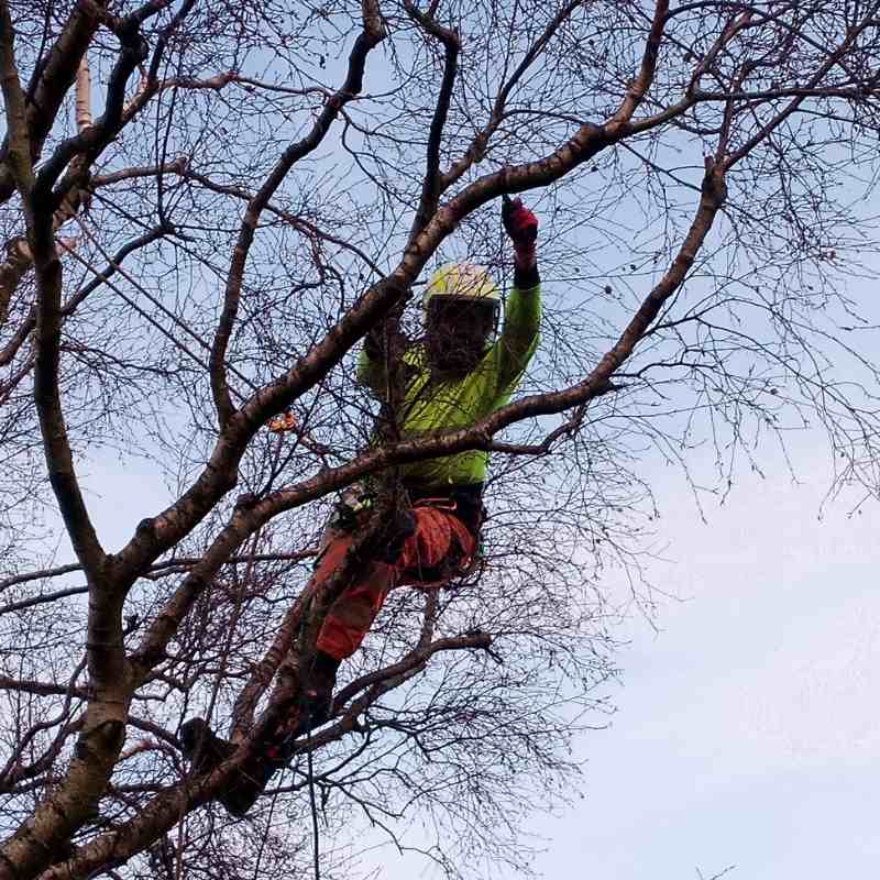 Cable brace Tree Removal The New Forest