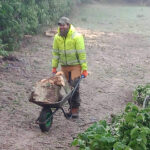 Dead Wooding The New Forest