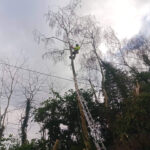 Emergency Tree Services