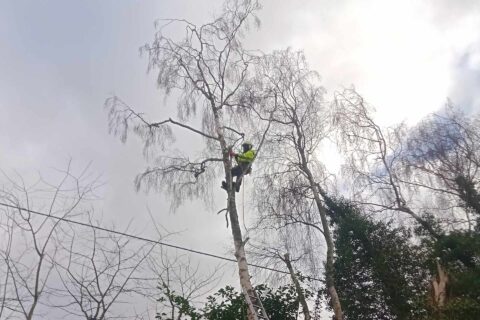 Tree Felling <br> The New Forest