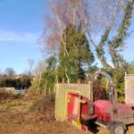 tree service The New Forest