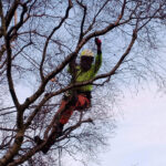 Large Tree Removal The New Forest