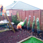 Local Visual Tree Assessment Specialists The New Forest