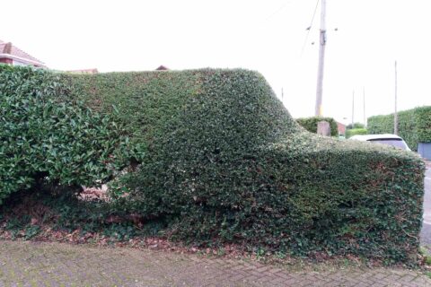 Hedge Cutting & Maintenance <br> The New Forest