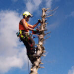 Professional tree services The New Forest