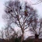 Tree felling The New Forest