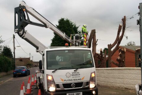 Qualified Tree Surgeons <br>The New Forest