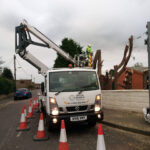 Tree removal The New Forest