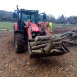 expert Dead Wood clearance The New Forest