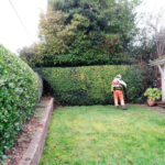 professional tree felling The New Forest