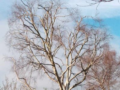 tree assesment The New Forest