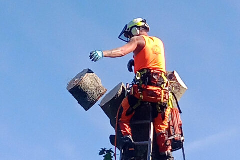 Tree Felling <br> The New Forest